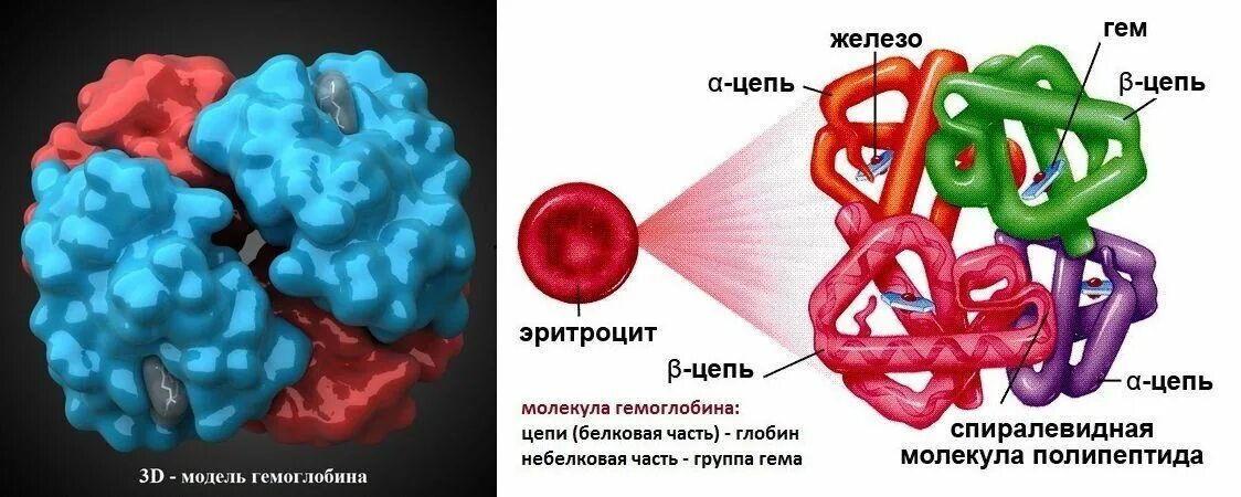 Железо входит в группу. Строение гема молекулы гемоглобина. Гемоглобин строение и структура гема. Гемоглобин состоит из гема и Глобина. Гемоглобин состоит из 4 молекул гема.