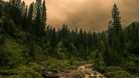 Дикий хвойный лес