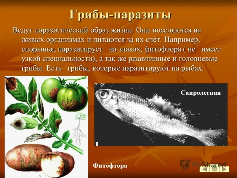 назовите животное которое ведет паразитический образ жизни. назовите животное которое ведет паразитический образ жизни. паразитизм примеры. семейство иксодовые клещи. паразитизм.