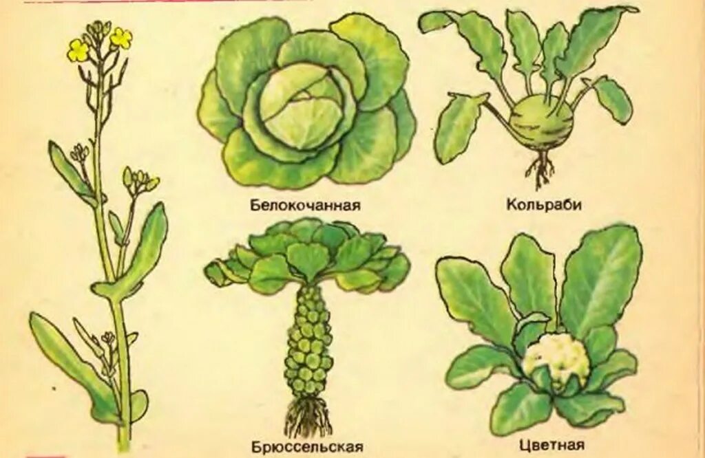 Крестоцветные капустные листья. Крестоцветные брокколи. Крестоцветные капуста строение. Капуста белокочанная семейство крестоцветных плод. Какие части ты видишь у растения