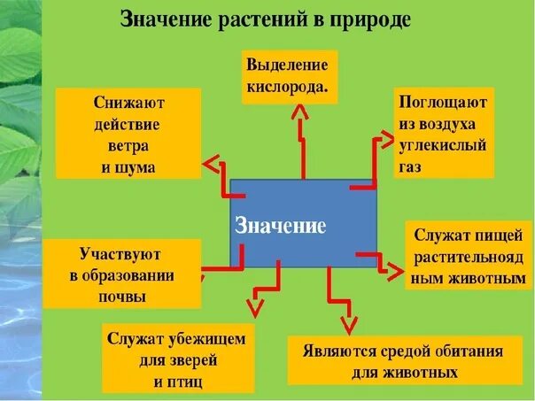 Какая роль зеленых растений. Значение растений в жизни человека. Значение растений в природе. Роль растений в жизни человека. Значение растений в природе и жизни человека.