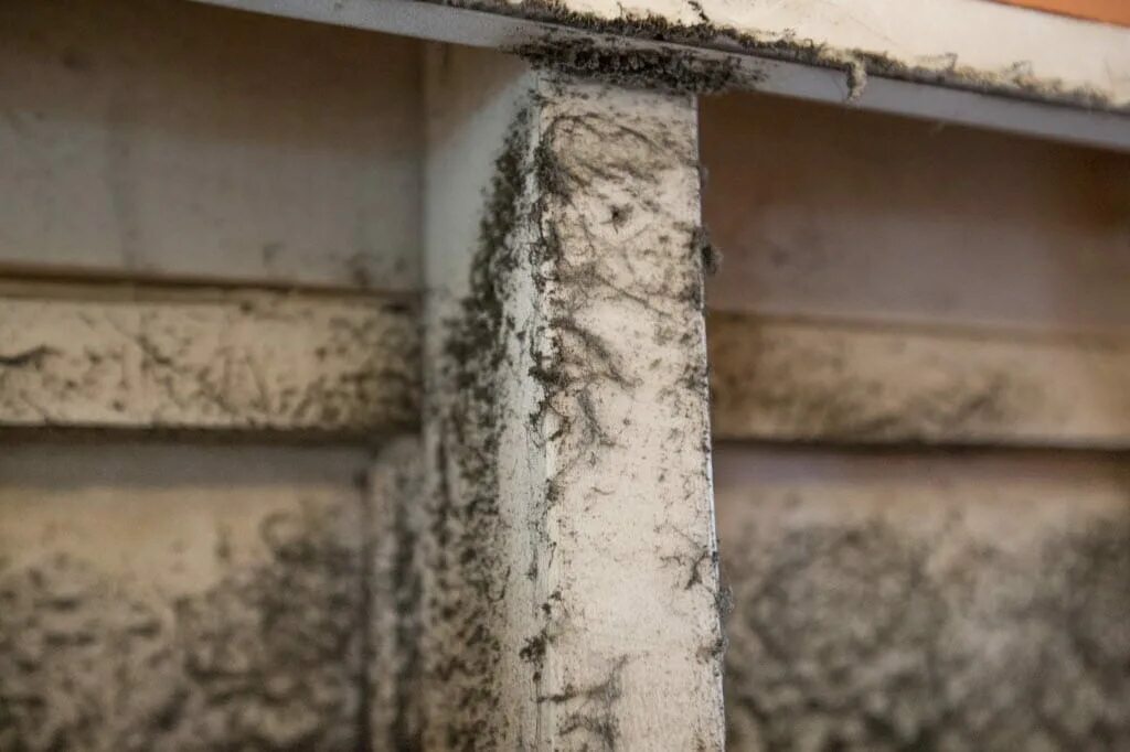 Биокоррозия биологическая коррозия. Грибок на кирпичной стене. Грибок и плесень на бетоне. Плесень на бетоне