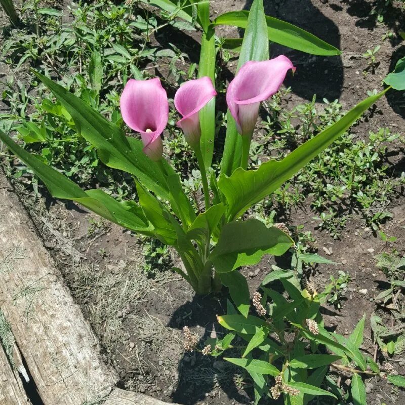 Калла гарнет глоу. Калла пинк джюэл. калла pink jewel. калла зантедеския пинк.
