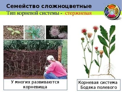 Сложноцветные корень растения