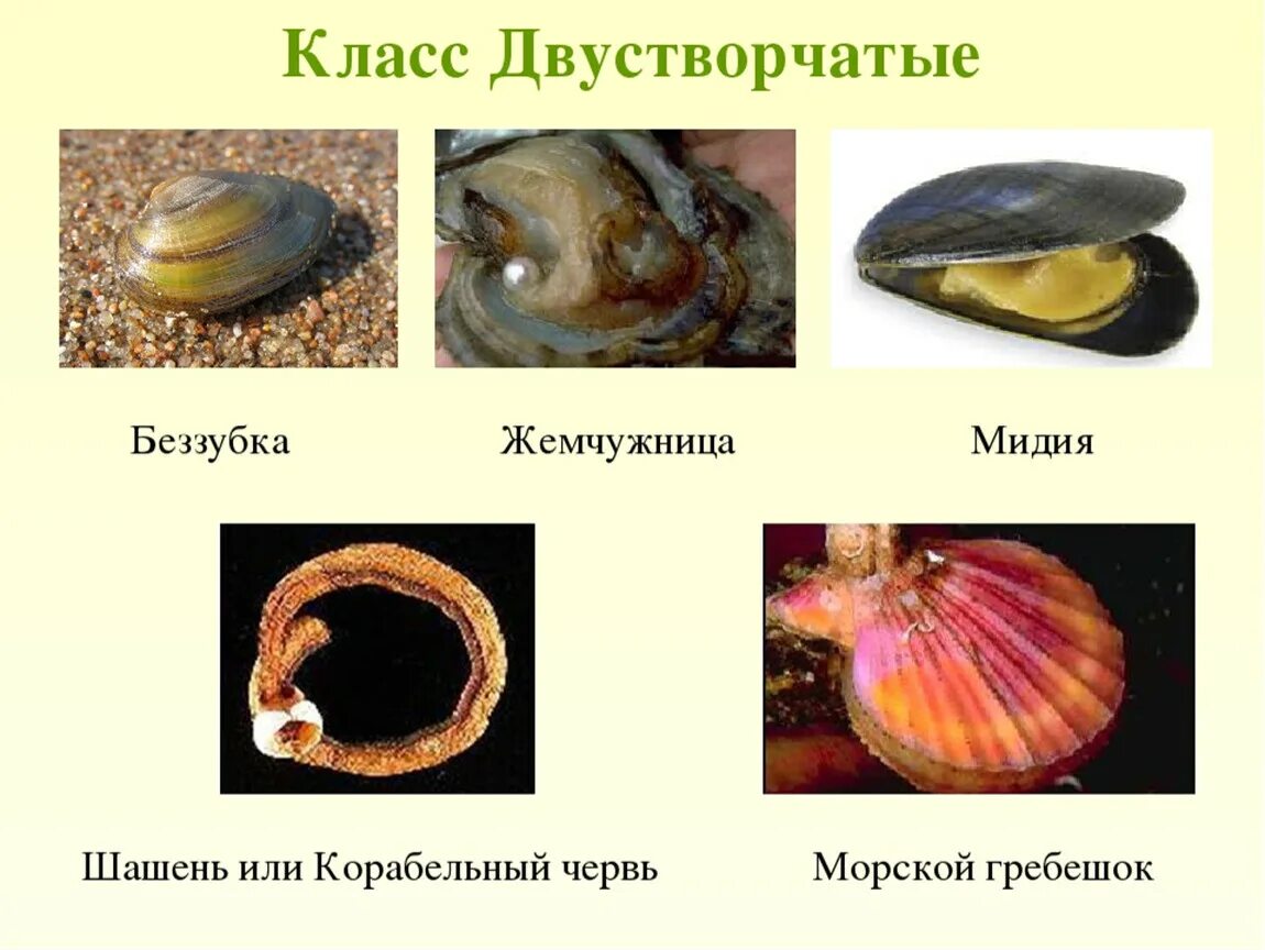 Моллюсков 5 класс. Двустворчатые моллюски беззубка. Двустворчатые моллюски Жемчужница. Типы моллюсков класс беззубки. Внешнее строение раковин брюхоногих и двустворчатых моллюсков.