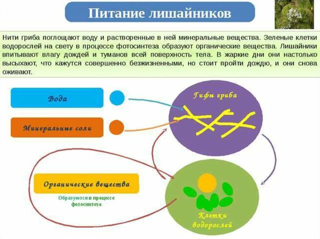 Водоросли поглощают воду. Схема питания лишайника. Лишайники Тип питания. Способ питания лишайников. Питание и дыхание лишайников.