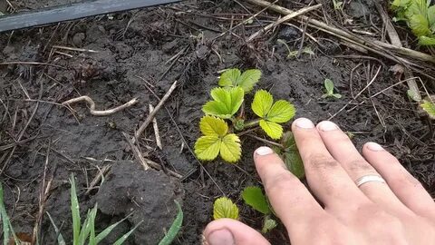 Желтеют листья клубники