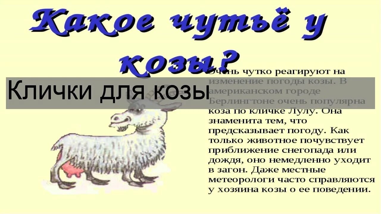 Кличка козы. Кличка козлика. Клички козлят.