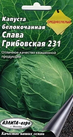 Номер первый грибовский 147. Капуста белокочанная Слава Грибовская 231. Капуста Слава Грибовская. Капуста белокоч. Слава Грибовская 231. Капуста белокочанная Грибовский.