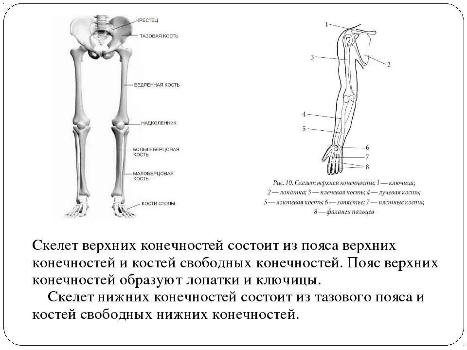 Функции костей конечностей. Скелет нижних конечностей схема. Кости скелета верхней конечности возрастные особенности. Кости скелета нижних конечностей возрастные особенности. Возрастные особенности костей скелета верхних конечностей.