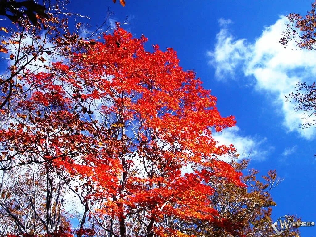 Почему краснеет дерево. Осень ,листья красные ,деревья. 北京 осень. Красная осень картинки на рабочий стол. Какие деревья осенью красные.