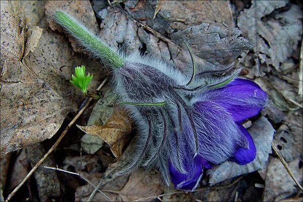 Цветы снятся. Подснежник сибирский прострел. Прострел - сон трава. Anemone pulsatilla цветок. Сон зацвел цветок.