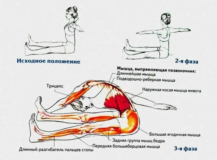 Поясница не сгибается. Гимнастика для растяжки мышц спины. Подвздошно поясничная мышца сгибание бедра. Мышцы сгибатели позвоночника упражнения. Мышца разгибающая позвоночник упражнения.