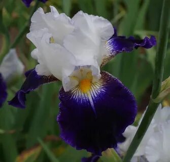 Iris installer