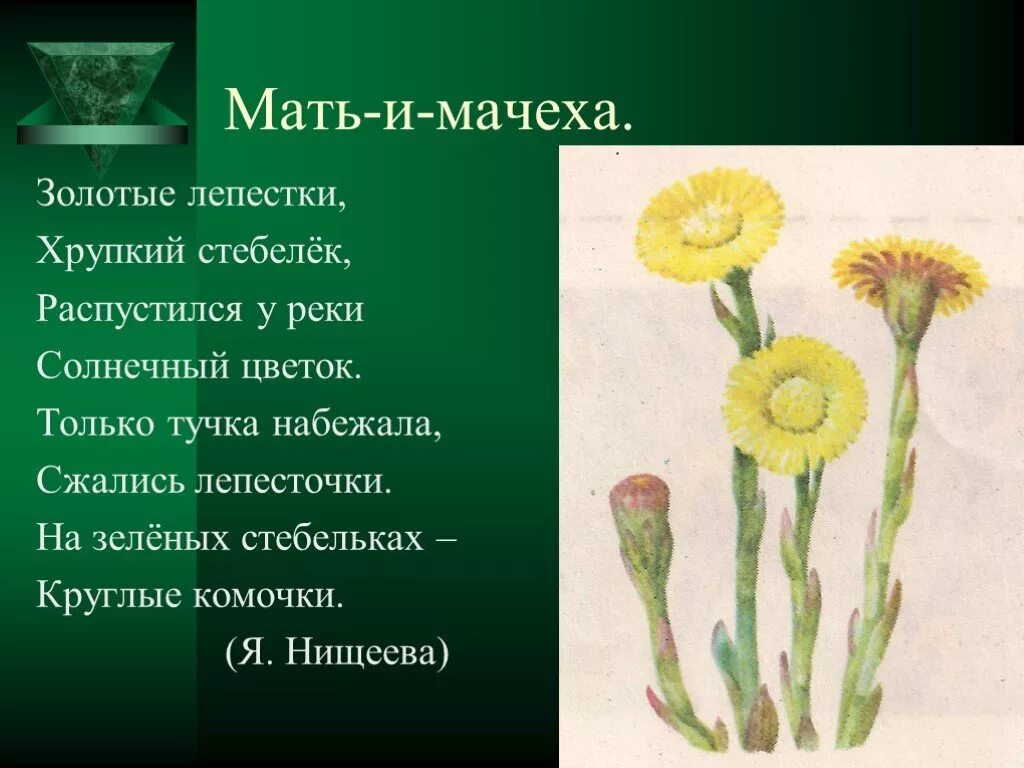 Мать и мачеха окружающий мир. Мать-и-мачеха. Мать и мачеха растение. Мать и мачеха растение цветок. Изображение мать и мачехи.