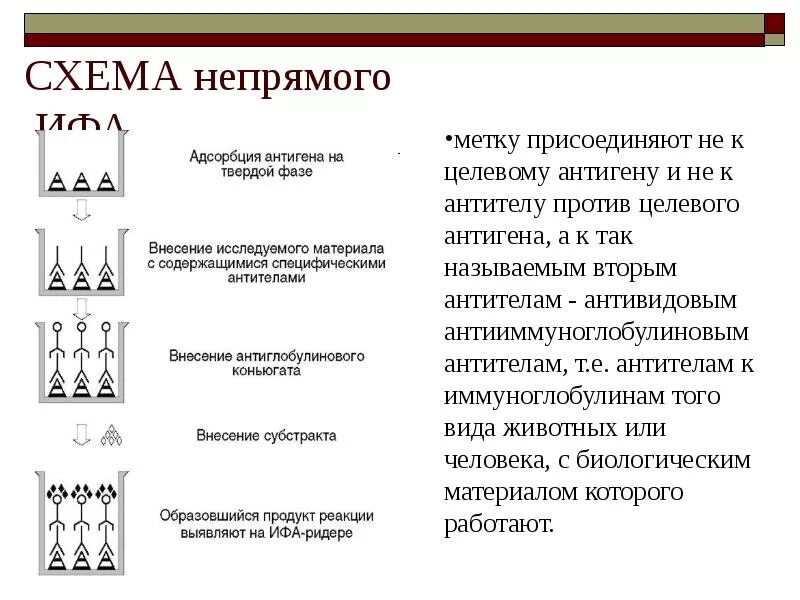 1 иммуноферментный анализ. 1 иммуноферментный анализ. Этапы ифа. Иммуноферментный анализ этапы. 1 иммуноферментный анализ.