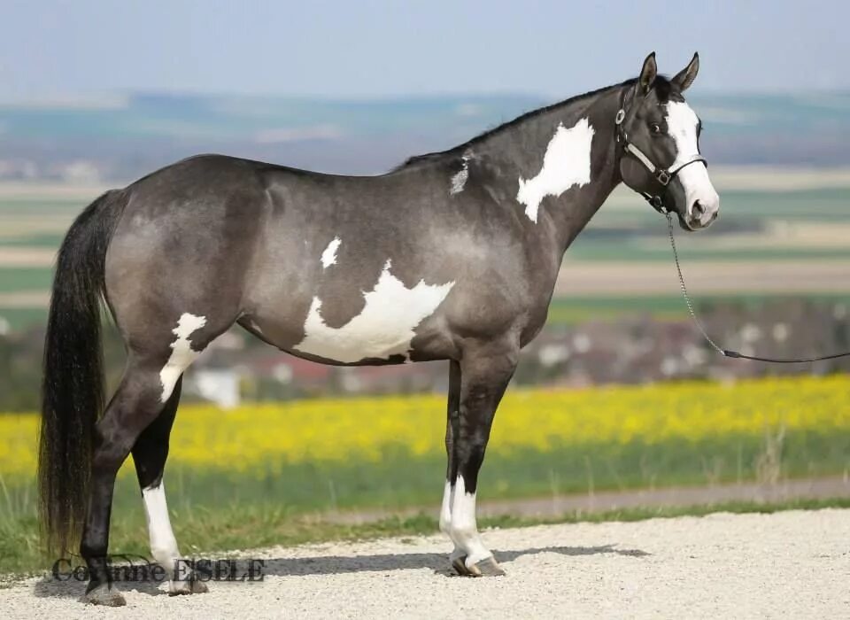 Horse перевести. Американский Пейнтхорс масти. Американский Пейнтхорс лошадь. Породы лошадей американский Пейнтхорс. Американский Кватерхорс.