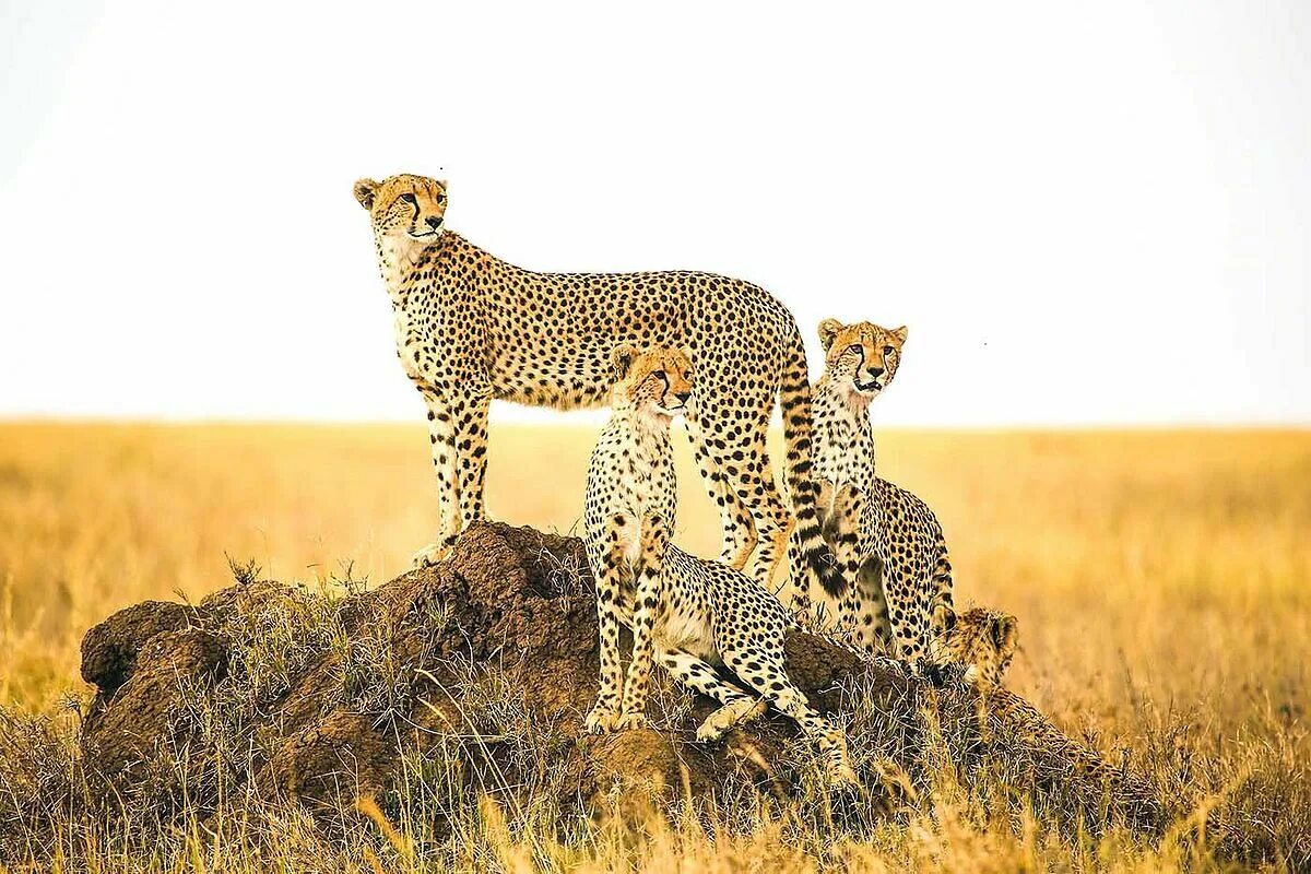 Национальный парк Серенгети. Национальном парке Серенгети Танзания. Сахарский гепард. Серенгети Танзания национальный парк львы. Wild life 4