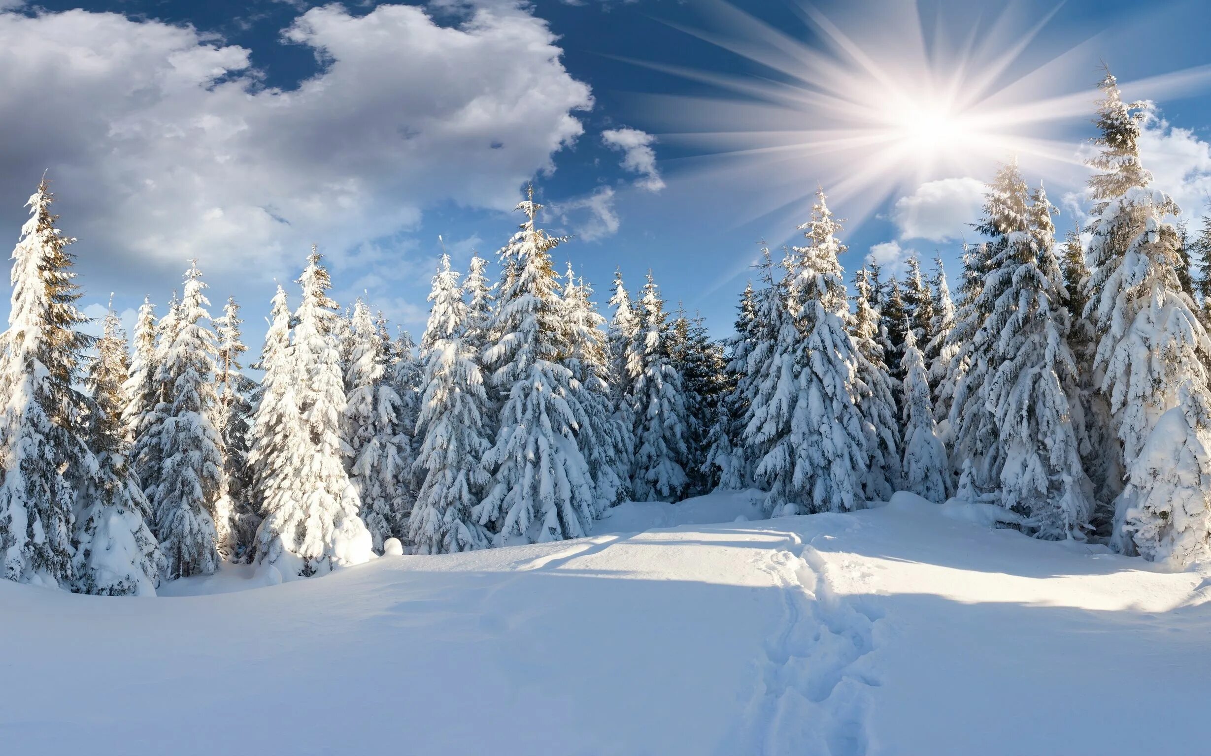 Красивые зимние картинки с надписями. Зимний лес. Сказочный зимний лес. Снежный лес. Красивый зимний лес.