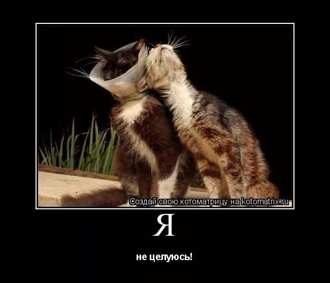 Заведем новую тему. Муж который просрал семью. Кот юмор. Настоящий друг в беде. Заведем новую тему.