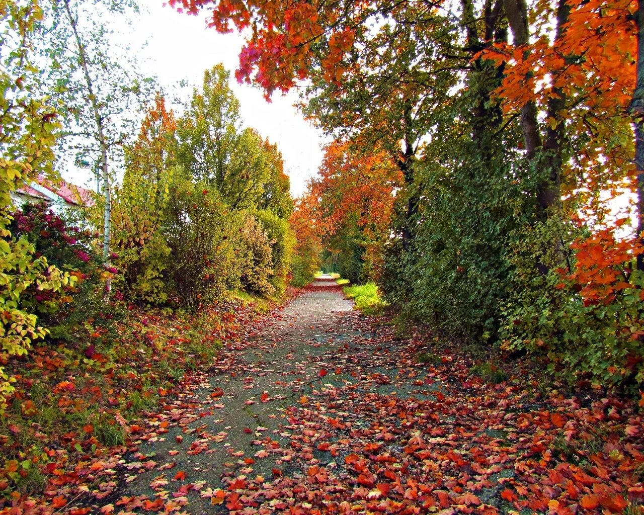 В старом парке есть кленовая аллея. Осенний парк. Осень листопад. Листопад в парке. Осень парк листопад.