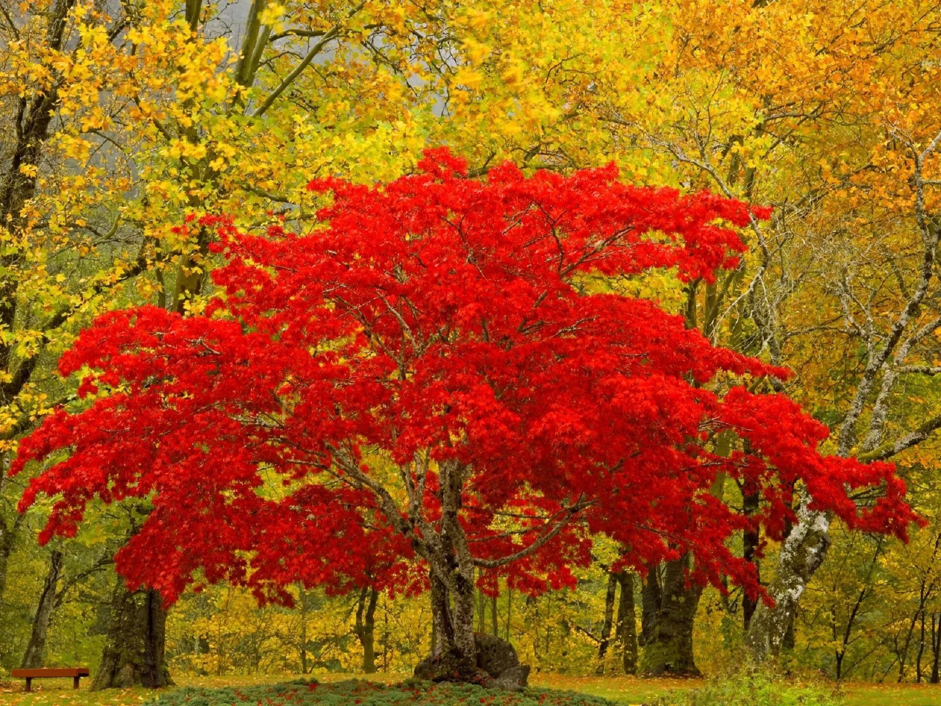 Рябина и клен дерево. Клен узколистный красный. Клен дерево. Клён канадский краснолистный. Красный клен кустарник.