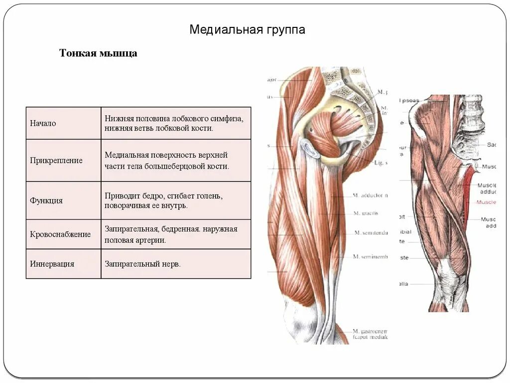 Функции приводящих мышц. Тонкая мышца бедра функции. Медиальная группа мышц бедра функции. Тонкая мышца бедра начало. Медиальная группа мышц бедра анатомия.