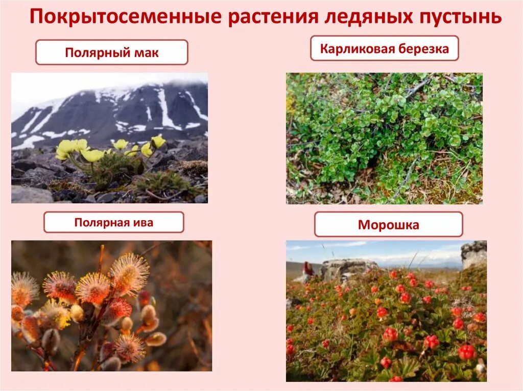 Обитания покрытосеменных. Растительный мир ледяной пустыни. Растения ледяных пустынь. Растения ледяной зоны. Покрытосеменные растения.