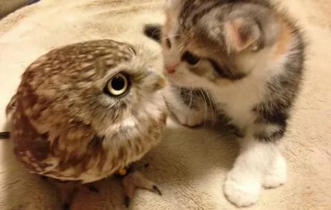 Звуки птичек для кота