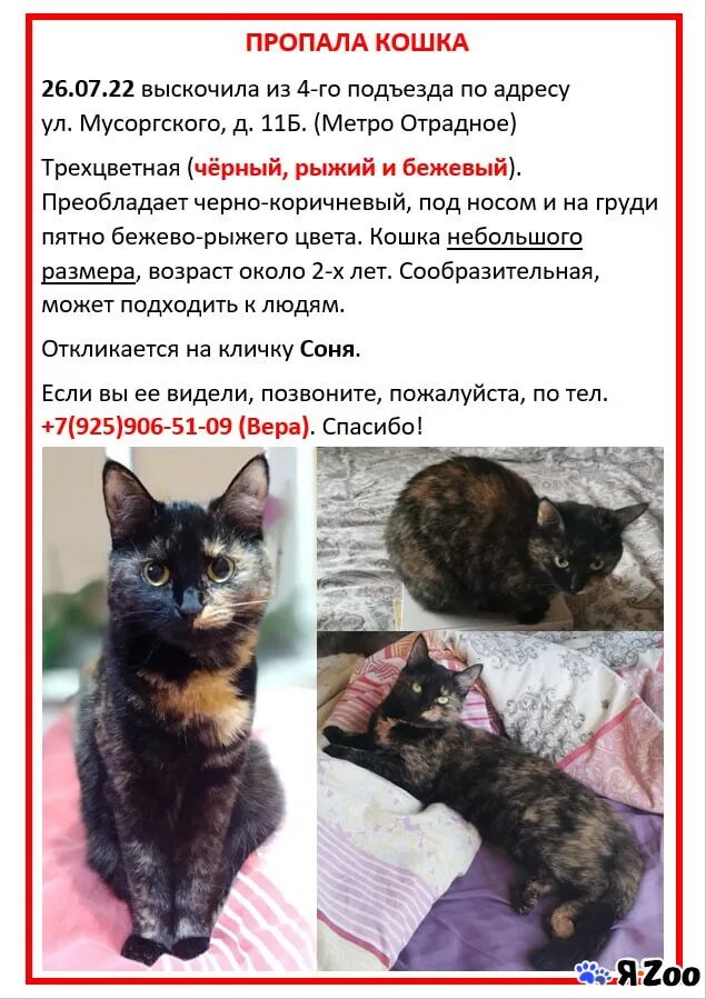 Потеряли кошку объявления