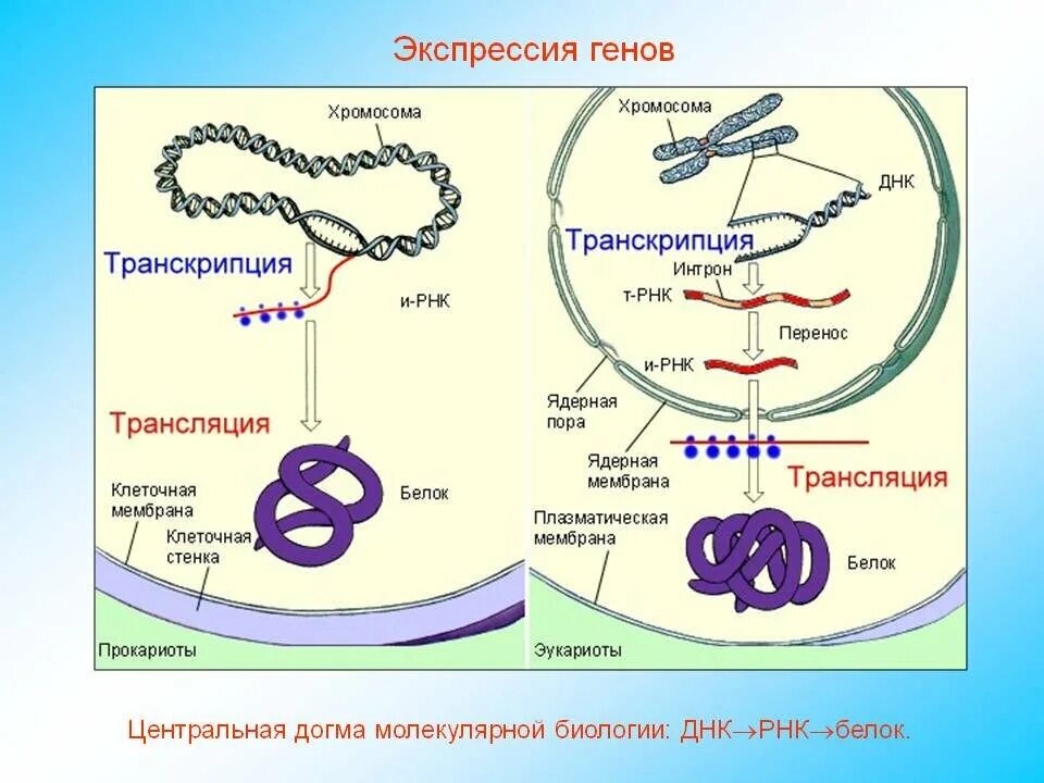 Транскрипция прокариот и эукариот. Экспрессия генов. регуляция транскрипции и трансляции у прокариот. экспрессия гена у прокариот. экспрессия гена транскрипция у эукариот.