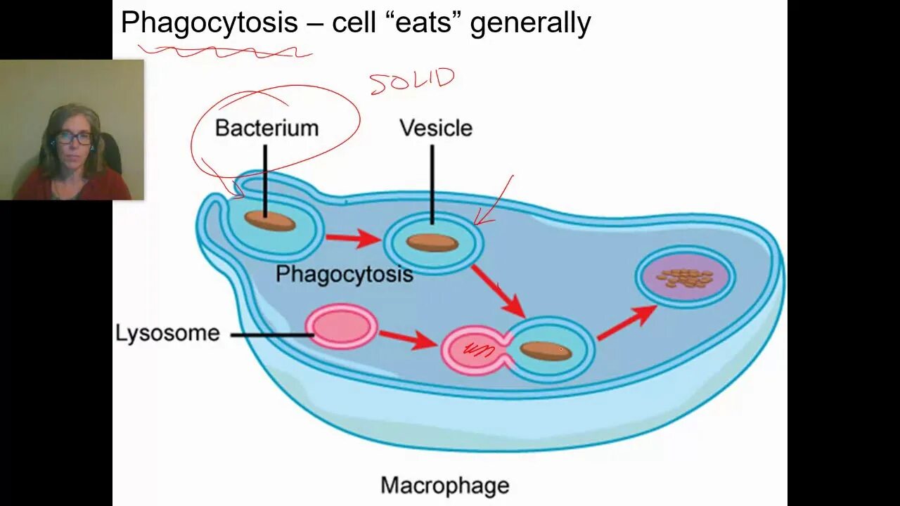 Фагоцитоз лизосома. Лизосомы строение. Лизосомы рисунок. Везикулы и лизосомы.