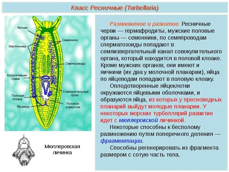 Класс ресничные форма тела. Тип плоские черви ресничные черви. тип плоские черви класс ресничные черви 7 класс. общая характеристика плоских червей ресничные черви. строение плоских червей егэ.