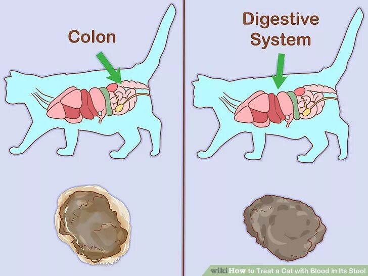 Кот ест кал. Кот ест кал. Кот ест кал. Кот ест кал. Питание кошек.