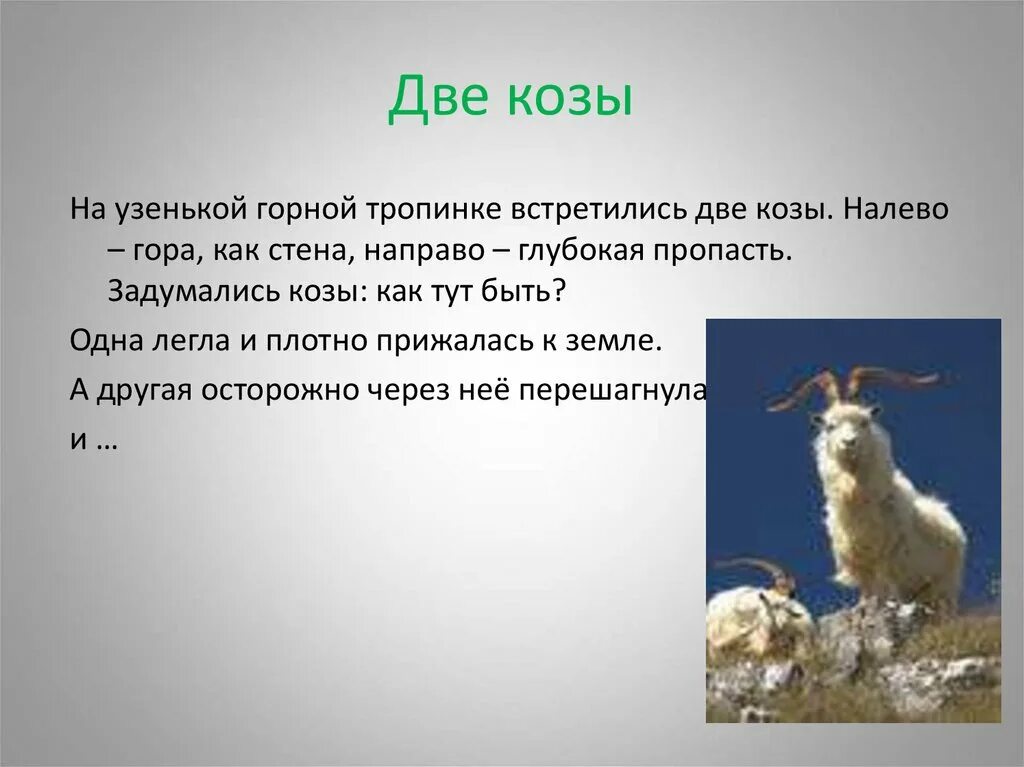 этимология названий животных. коза домашнее животное описание. две козы. текст две козы. две упрямые козы.