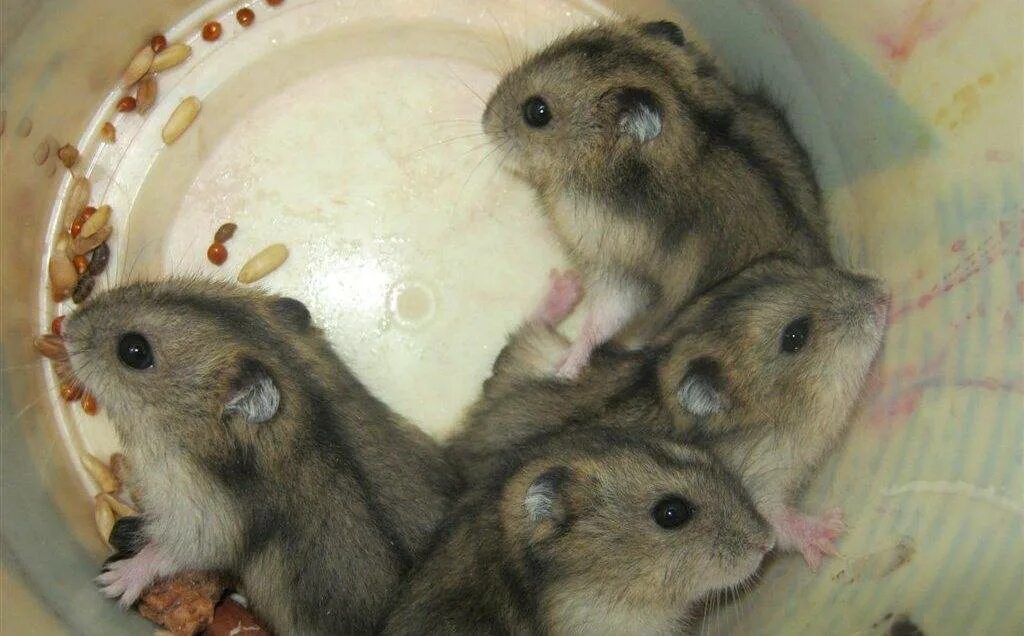 Как ухаживать за джунгариком. Хомяк джунгарский. Хомяк сирийский. Хомяк джунгарский. Как ухаживать за джунгариком.