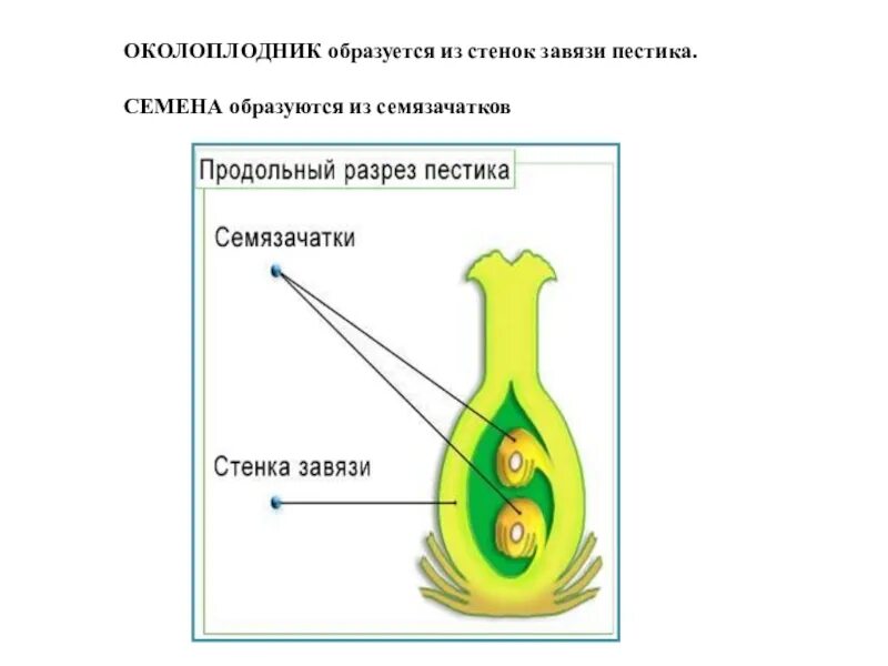 В результате образуется из завязи. Стенка завязи стенка семязачатка. Стенка завязи у цветковых. Семя эндосперм пестик завязь. Цветковые семязачаток.