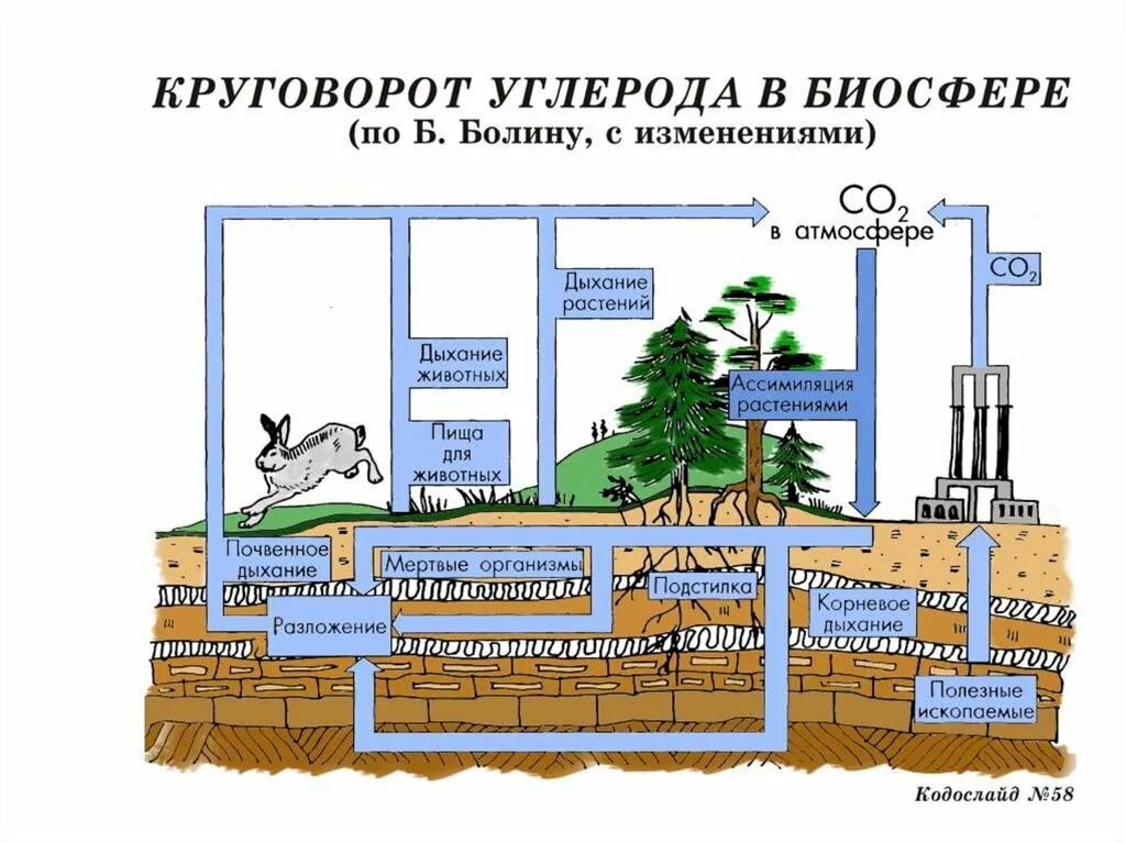 Круговорот углерода химия 9 класс. Цикл углерода схема. Круговорот углерода (по ф. Рамад, 1981). Круговорот углерода в биосфере. Круговорот углерода в природе.