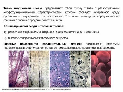 Какая ткань выполняет защитную структурообразующую и трофическую