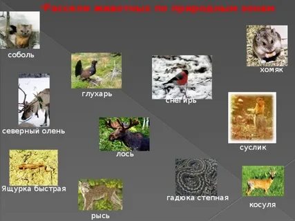 Рассели животных по природным зонам соединив