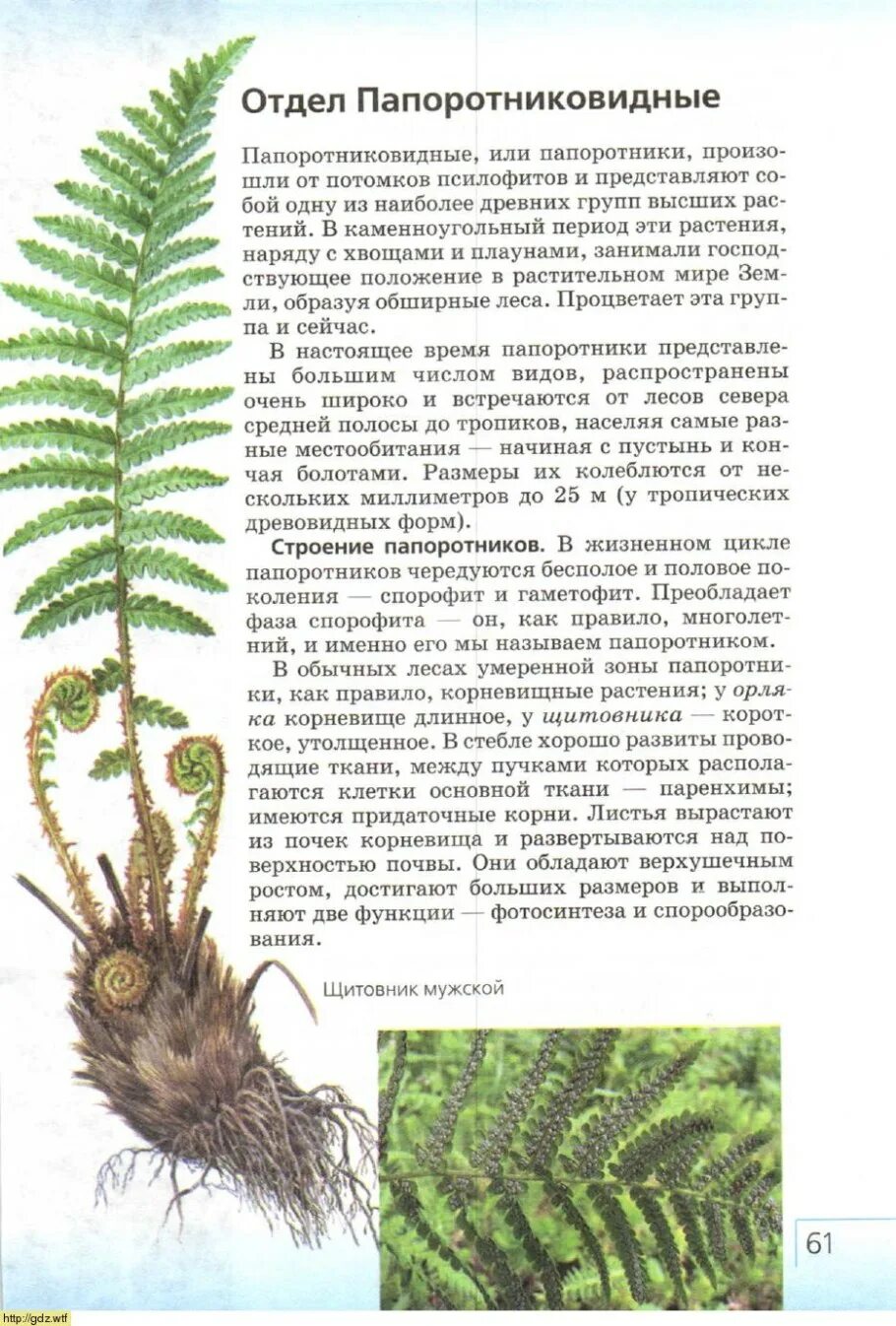 Придаточные корни папоротника. Папоротник щитовник строение. Строение спорофита папоротниковых. Папоротник щитовник спорофит. Придаточные корни папоротника.