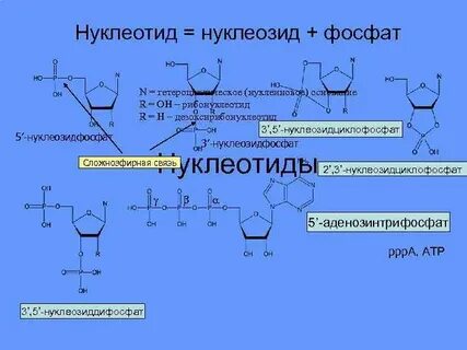 Фосфор в нуклеиновых кислотах