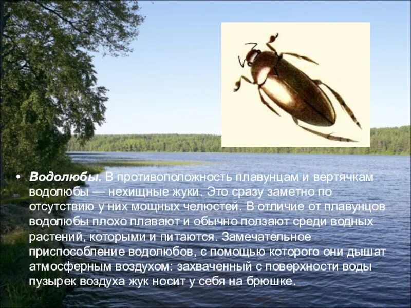 Окраска жука водолюба большого. Жук большой черный водолюб. Водолюб большой питание. Личинка жука водолюба. Жук водолюб и плавунец.