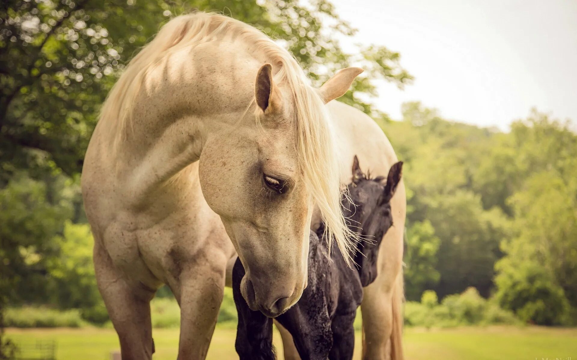 Большие собаки и лошади. Красивый конь. Красивые лошади на природе. Пара лошадей. Красивая лошадь обои.