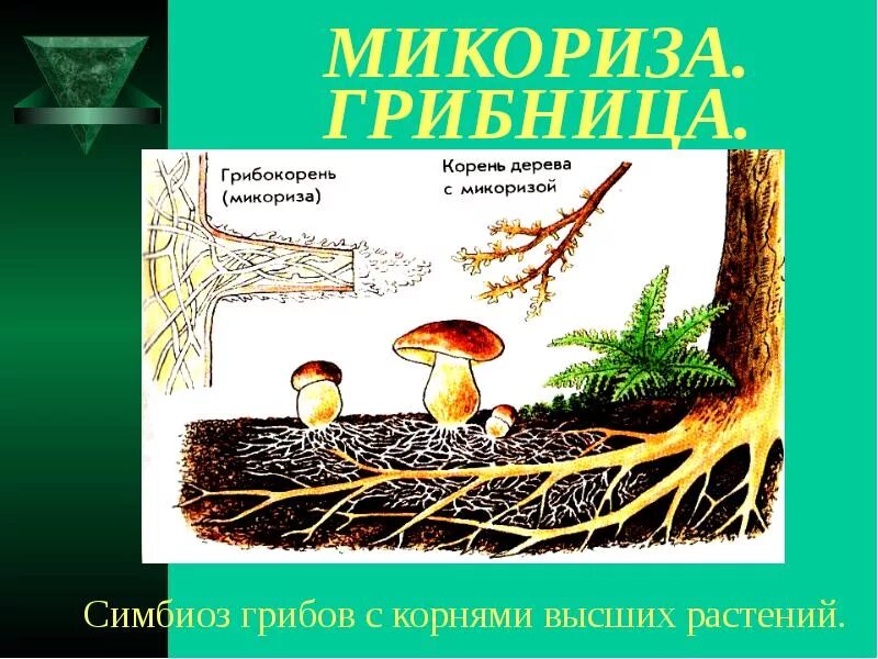 Микориза грибокорень. Что такое микориза у грибов. Микориза опенка. Микориза это симбиоз.