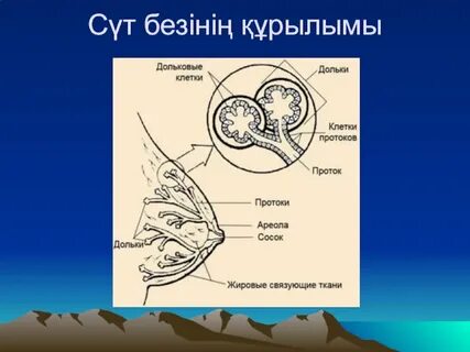 Порно доптары бар кискаға сиқырды қойды