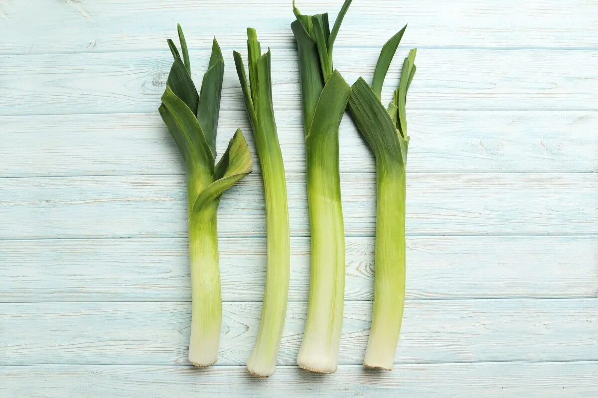 Лук фото описание. Лук-порей. Лук-порей (Leek).. Лук латук. Зеленый лук порей.