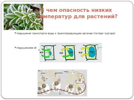 Что такое тургор у растений