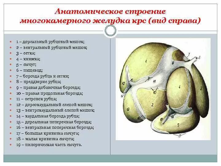 Желудок животных строение. Строение многокамерного желудка жвачных. Строение однокамерного желудка коровы. Топография многокамерного желудка жвачных. Строение многокамерного желудка КРС.