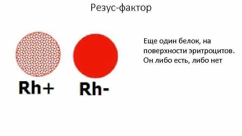 Алгоритм определения резус фактора. Резус фактор белок на поверхности эритроцита. методика определения резус фактора. цоликлоны для определения резус фактора. метод определения резус фактора цоликлонами.